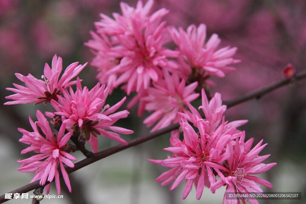 粉色绽放花枝上的美丽花朵