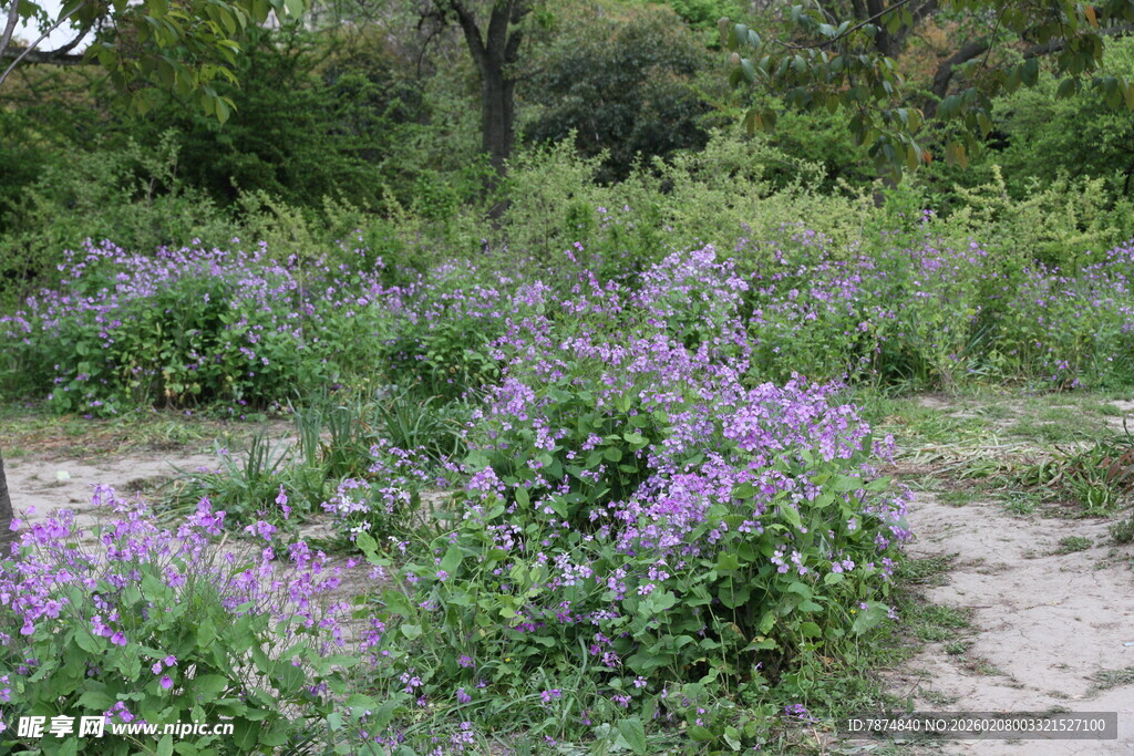野外紫色花丛景观