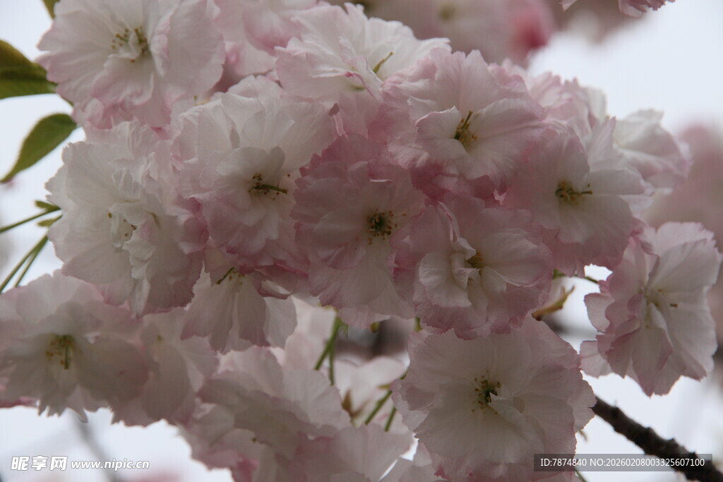 粉嫩樱花绽放枝头