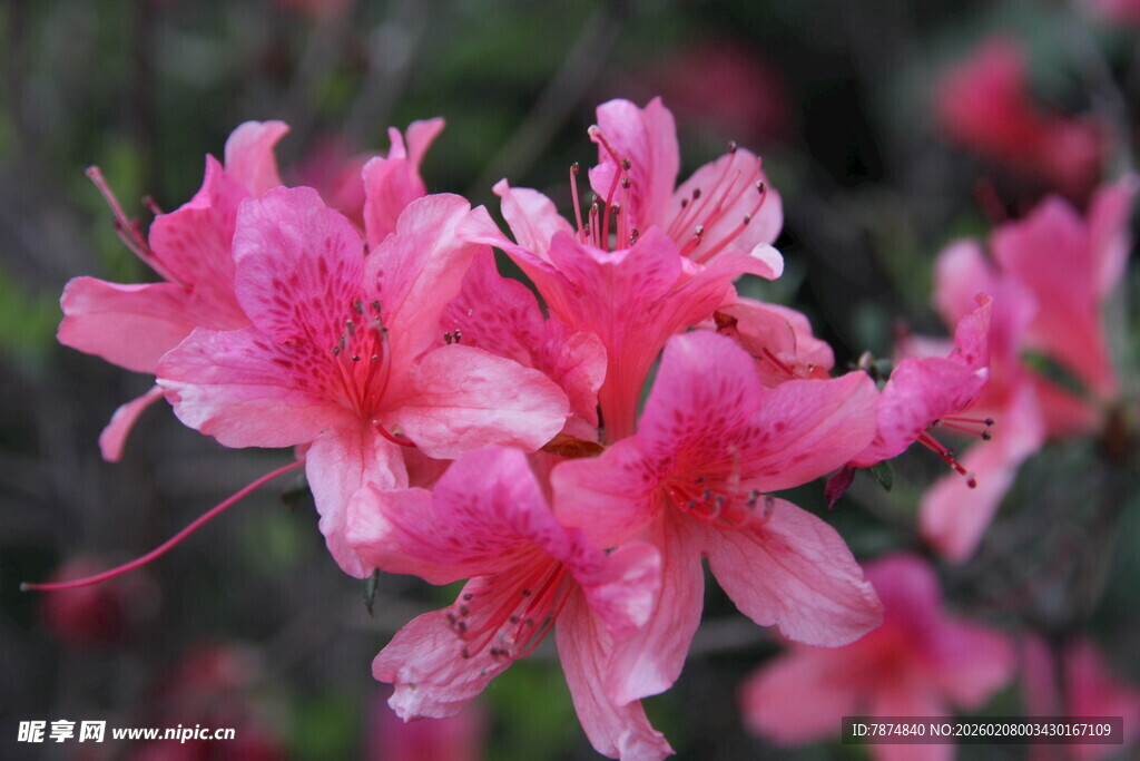 娇艳绽放的粉色杜鹃花