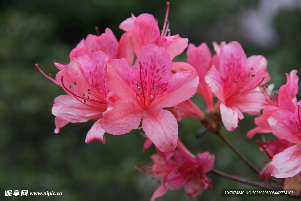 娇艳盛开的粉红杜鹃花