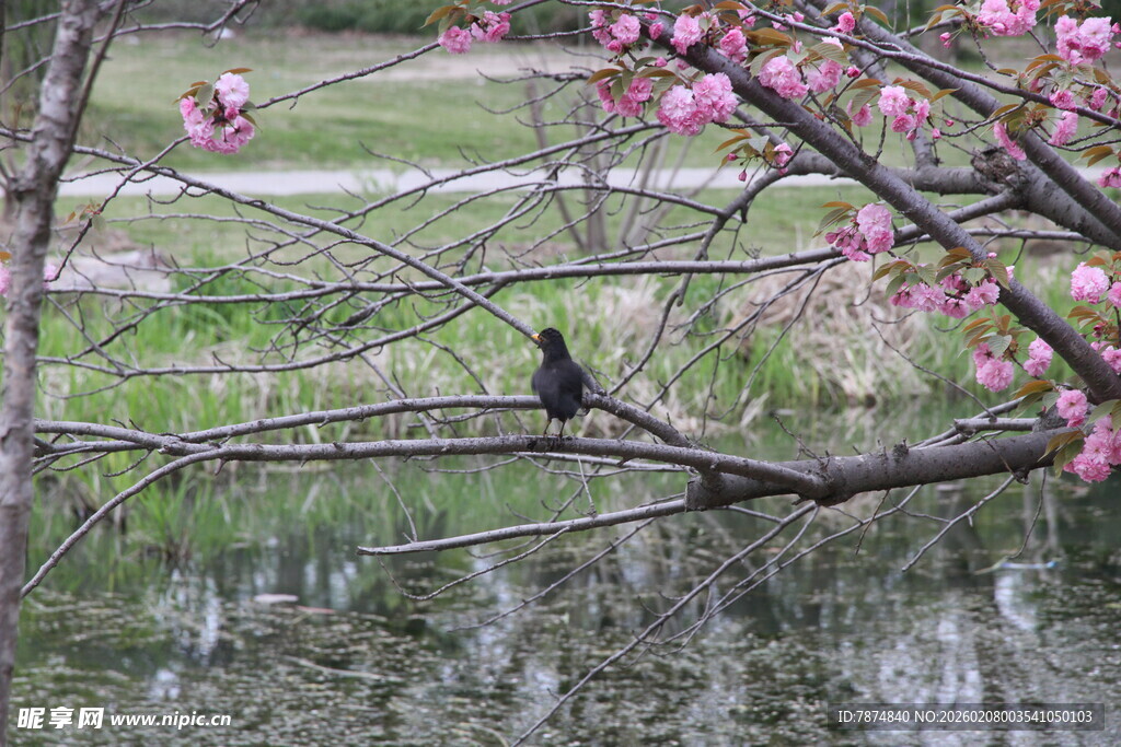 枝头小鸟伴繁花