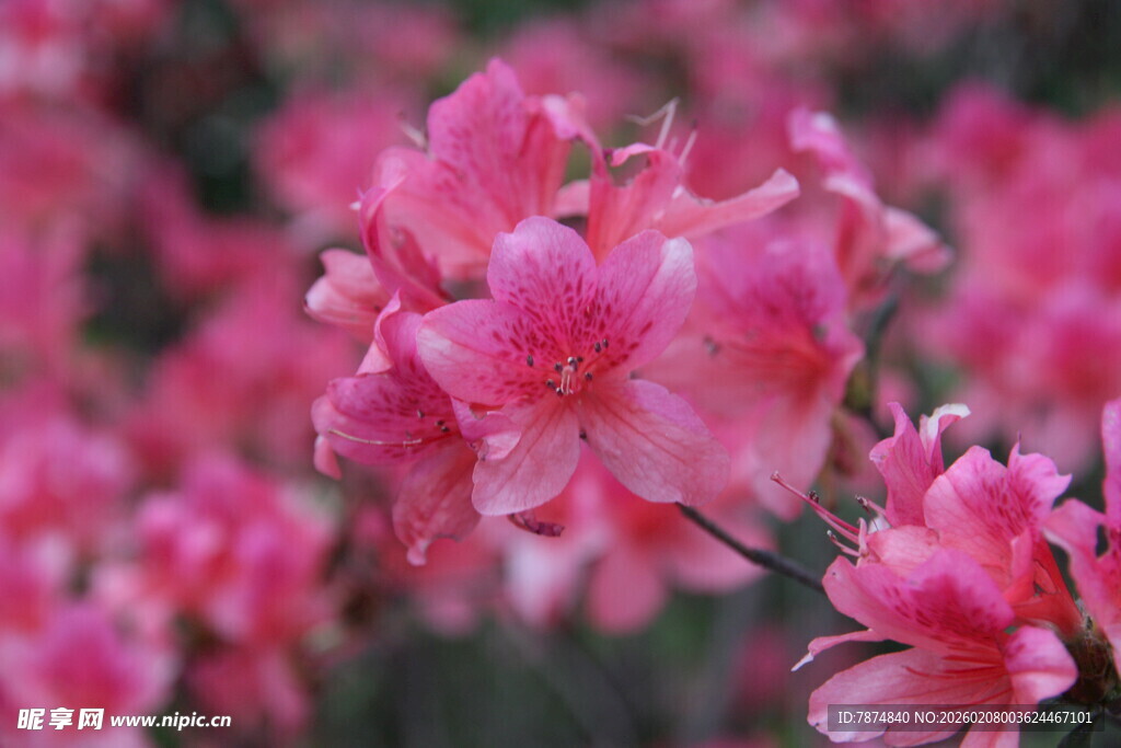 娇艳粉色杜鹃花绽放