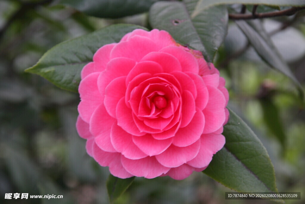 娇艳粉色山茶花