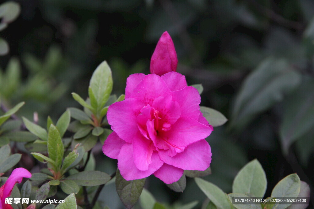 娇艳盛开的粉红色山茶花
