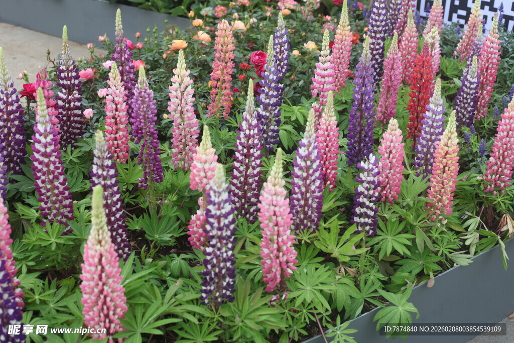 羽扇豆花绽放美丽景观