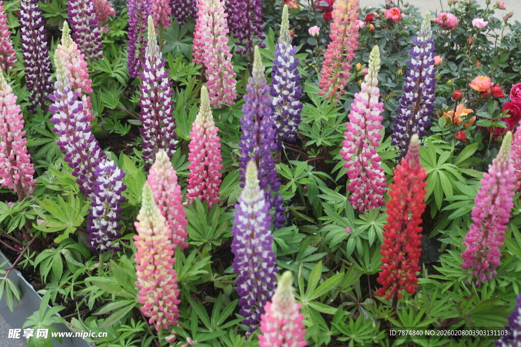 多彩羽扇豆花绽放