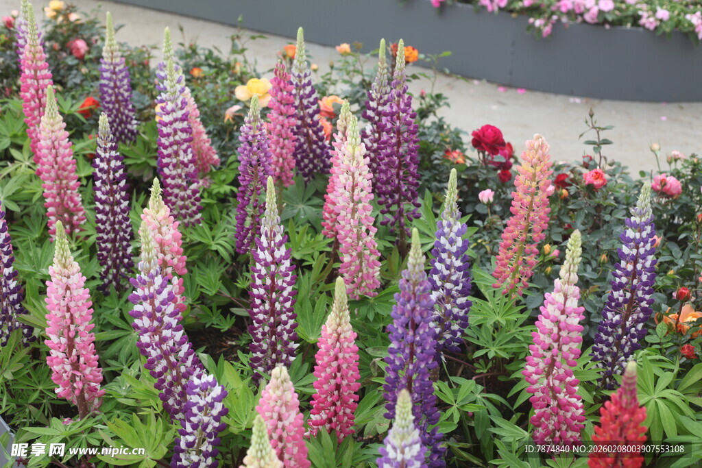 多彩羽扇豆花绽放