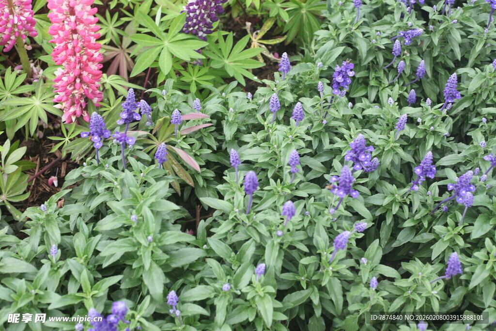 多彩花卉植物景观