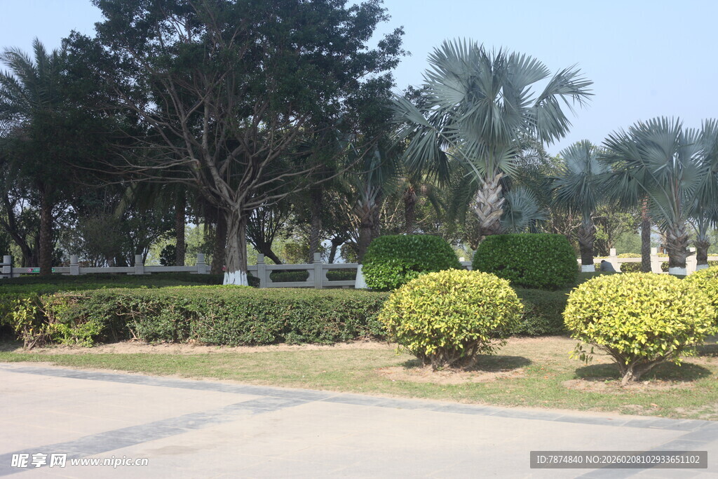 湛江城市道路旁的绿植景观