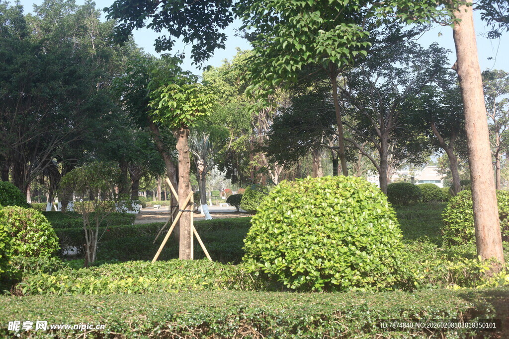 湛江城市中的绿意景观