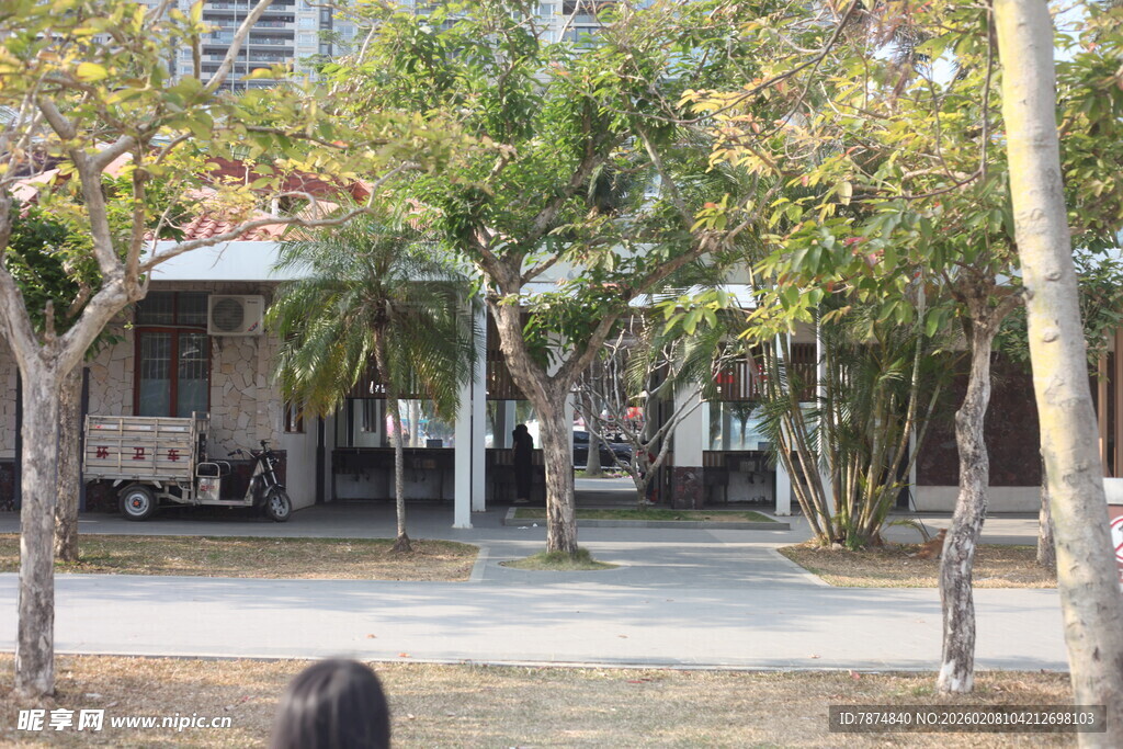 湛江庭院绿树环绕的静谧场景