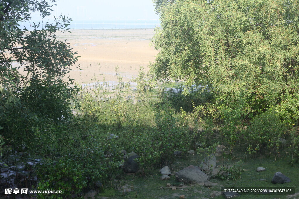 湛江林间远眺开阔水域景色