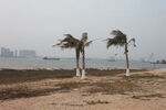 海边摇曳的几棵棕榈树