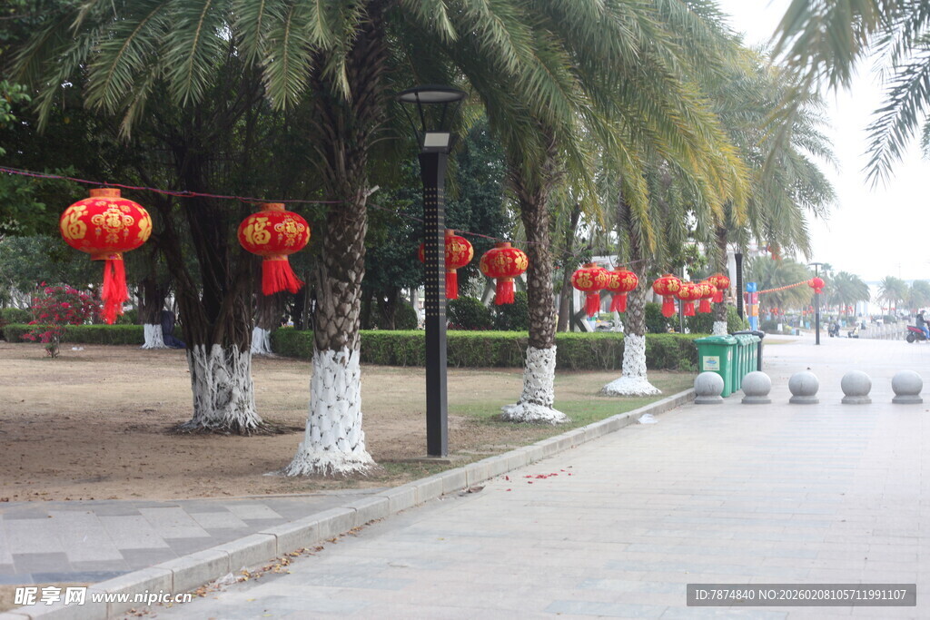 湛江街道旁悬挂红灯笼的树木