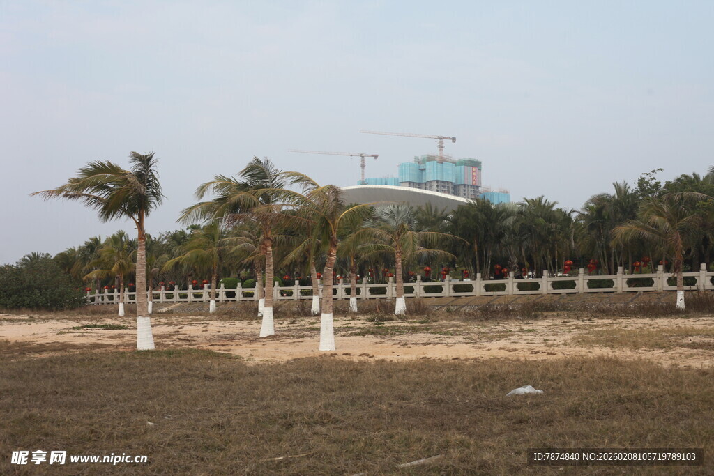 湛江空旷场地旁的棕榈树景观