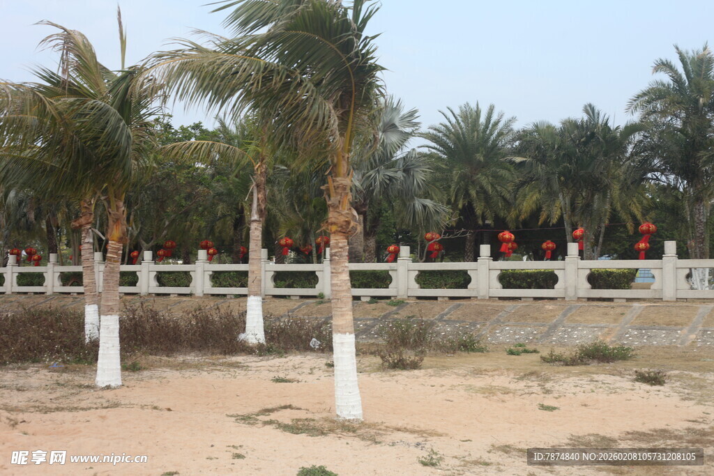湛江沙滩边的棕榈树围栏景观