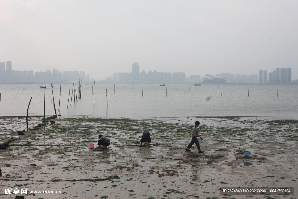湛江滩涂赶海景象