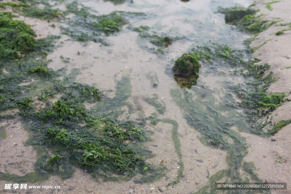 湛江海滩上的绿色海藻景观