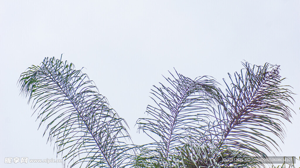 羽状植物枝叶特写