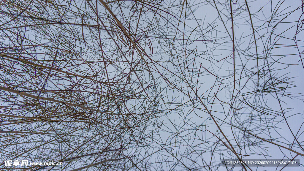 冬日枯树枝