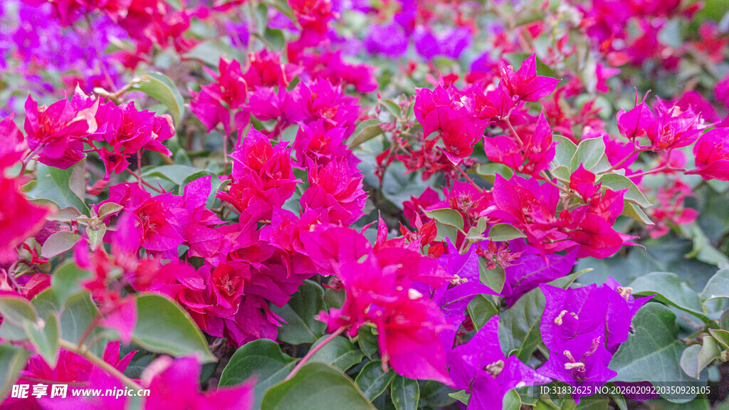 艳丽多彩的三角梅绽放