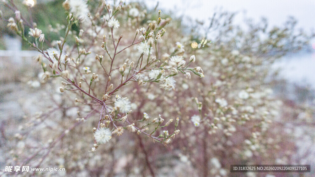 钻叶紫菀 白色小花植物特写