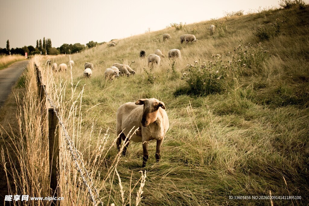 田野中漫步的羊群