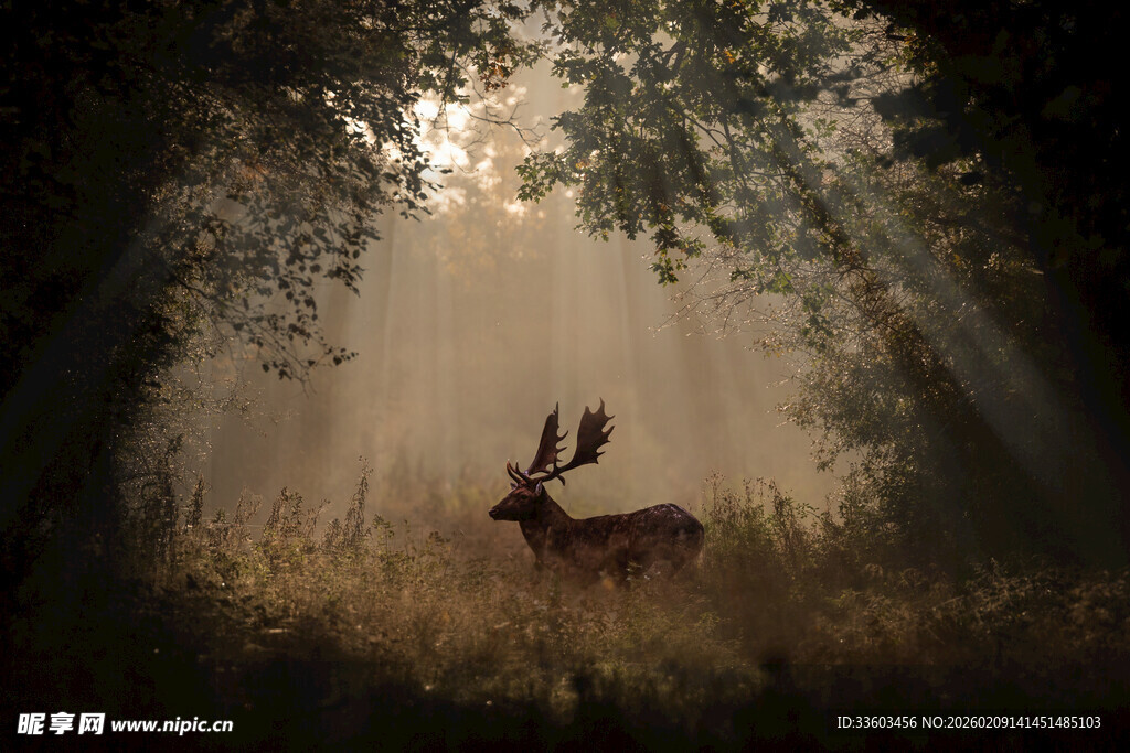 林间鹿影