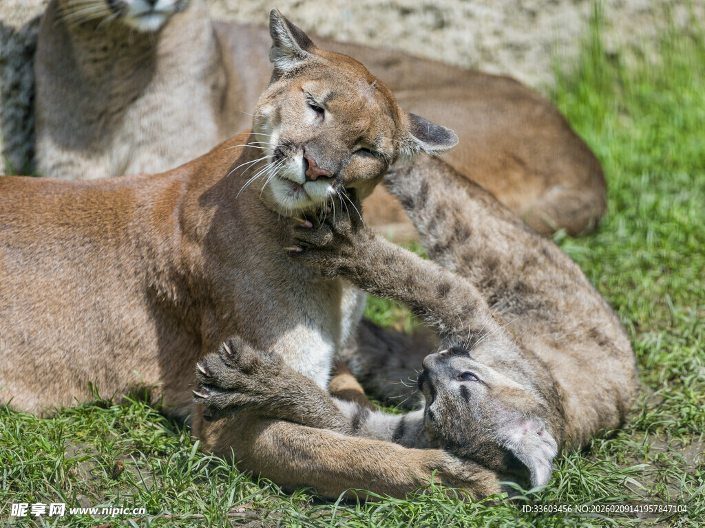 母山猫与幼崽亲昵互动
