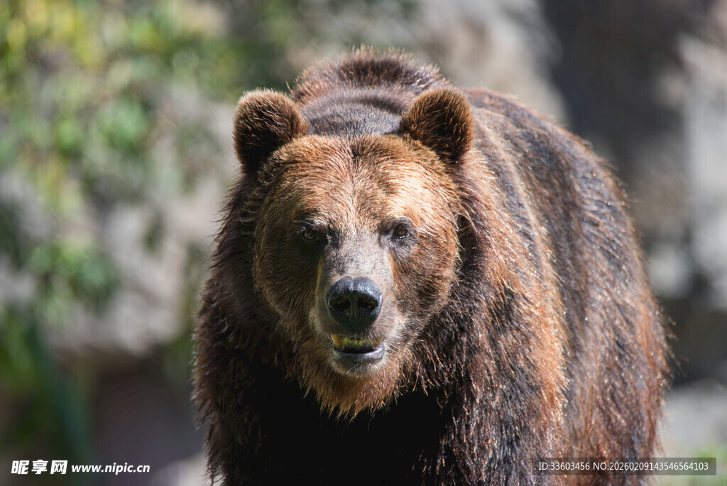 野外棕熊特写