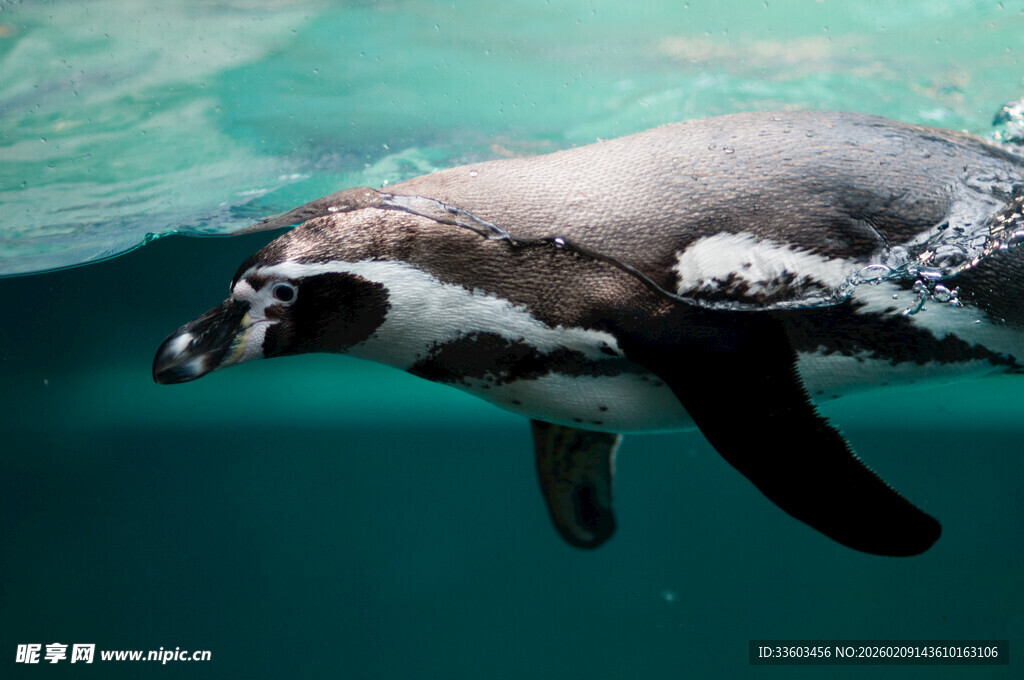 水中畅游的可爱企鹅