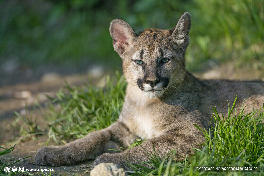 草地上休憩的小美洲狮