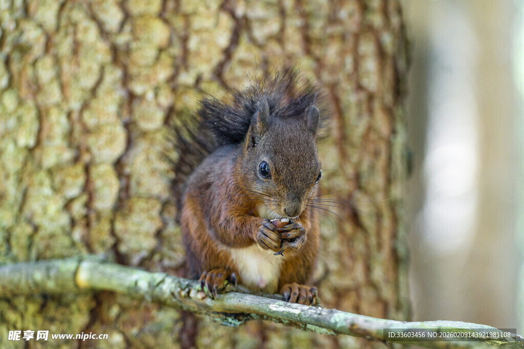 树干旁进食的可爱小松鼠