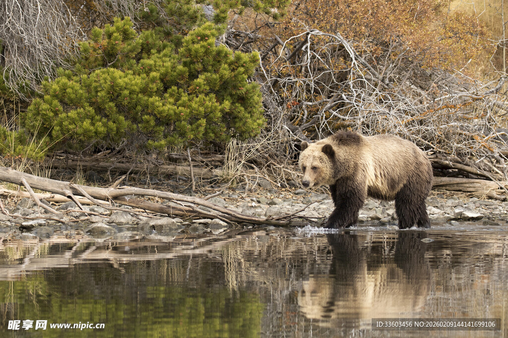 河边漫步的棕熊