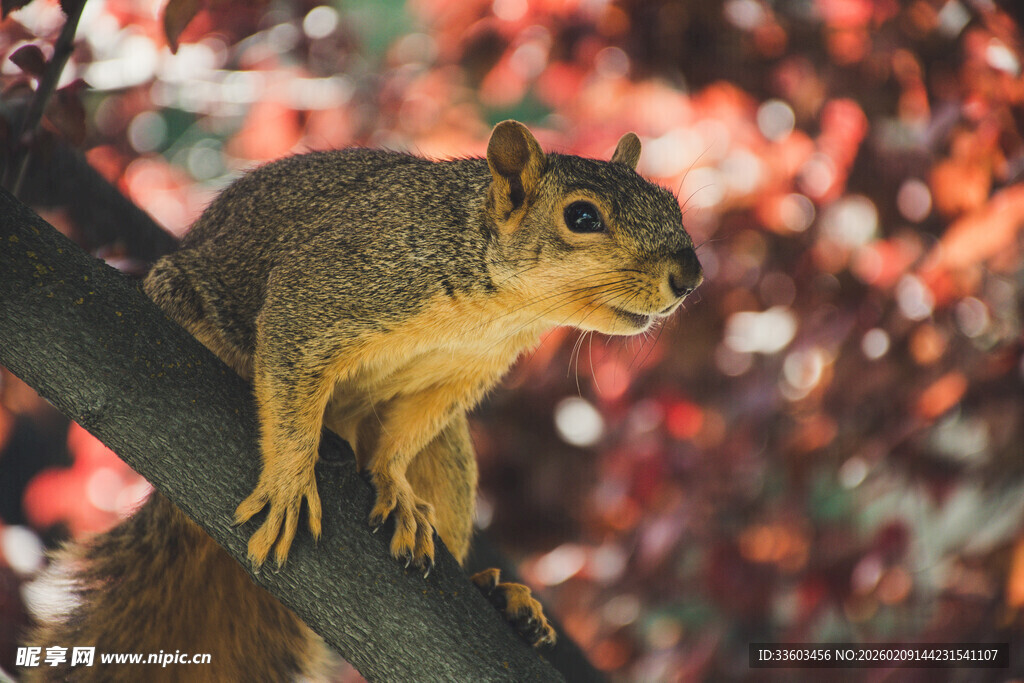 树枝上的可爱松鼠
