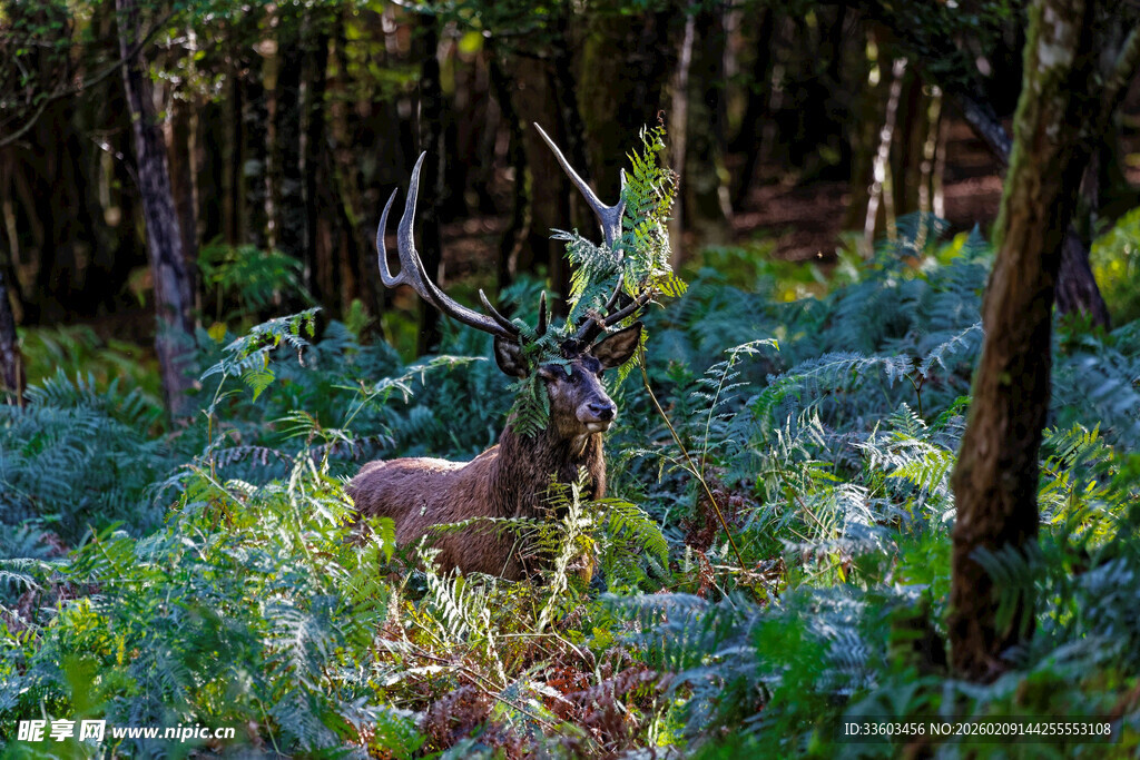 森林中休憩的雄鹿