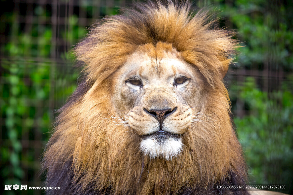威风凛凛的雄狮