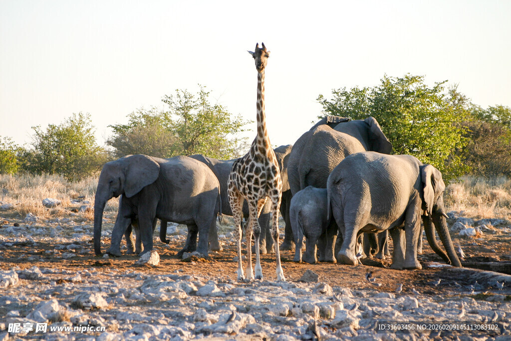 长颈鹿与大象同框的场景