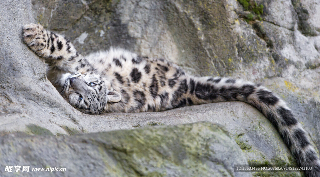 雪豹卧于岩石上休憩