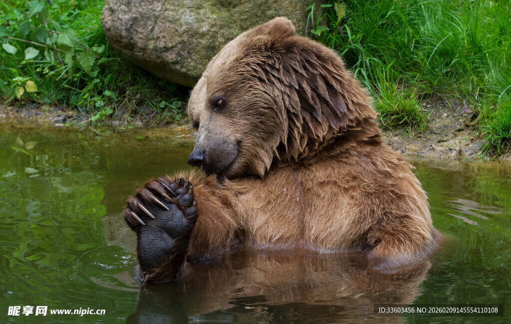 水中棕熊