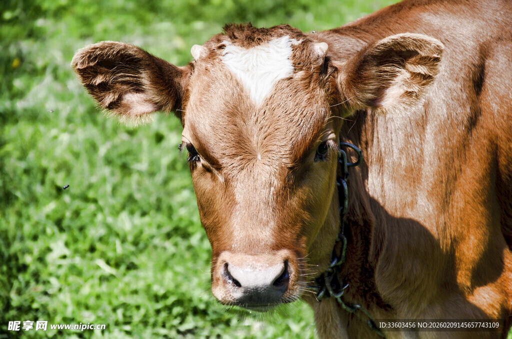 草地上的小牛