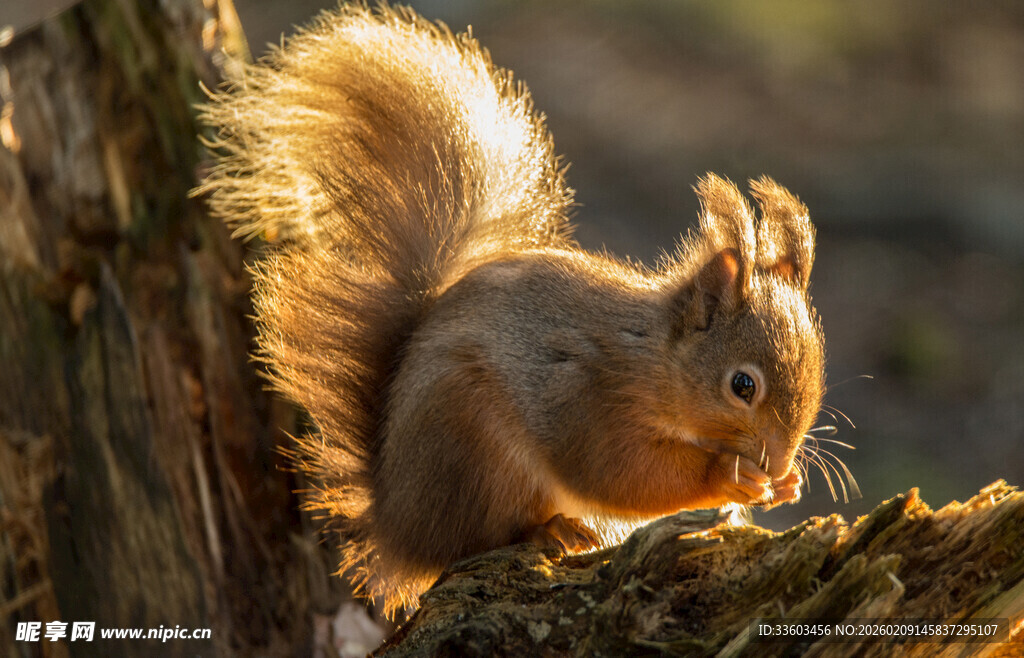 阳光下的可爱松鼠