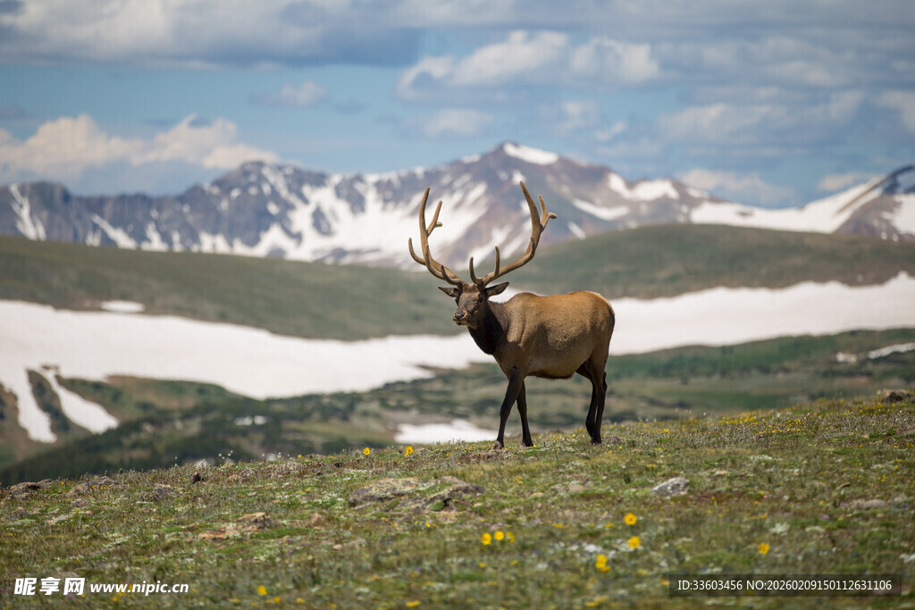 高山上的雄伟麋鹿