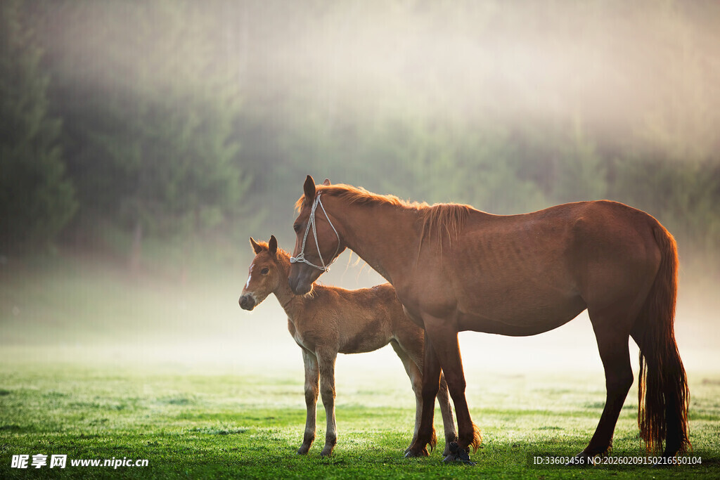 母马与小马的温馨时刻
