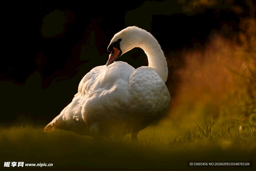 优雅天鹅整理羽毛