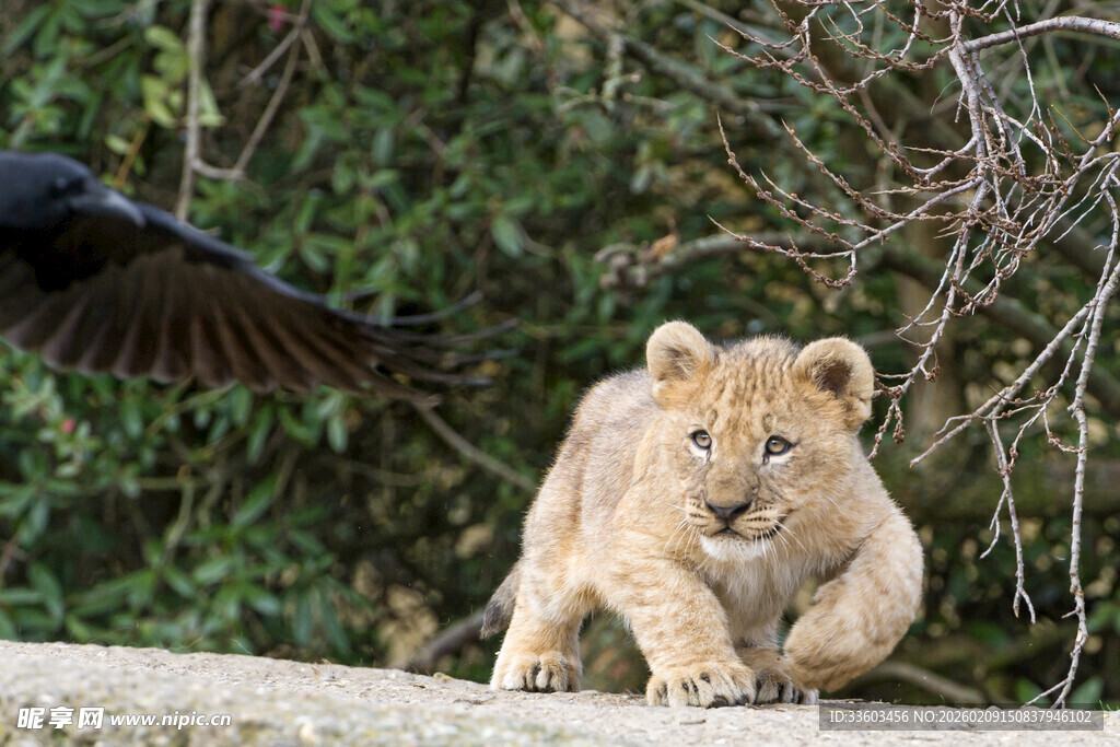小狮子与飞鸟的奇妙瞬间