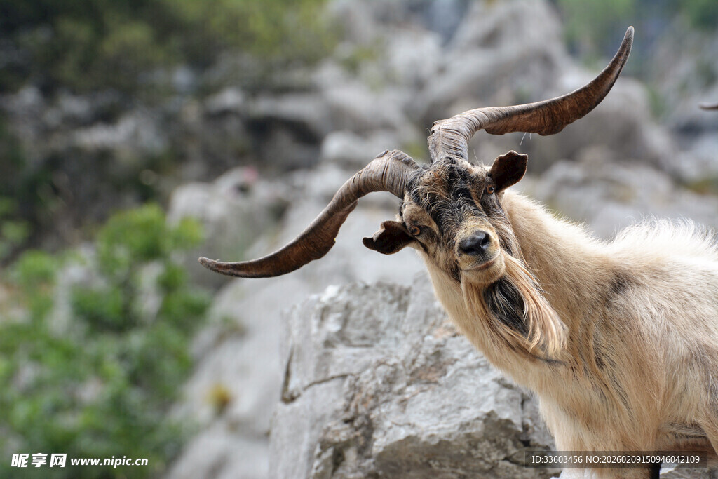 长角山羊特写