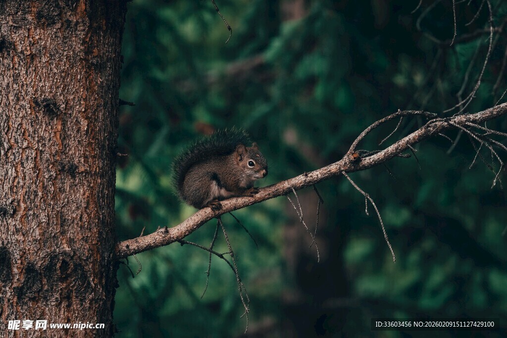 树枝上的松鼠