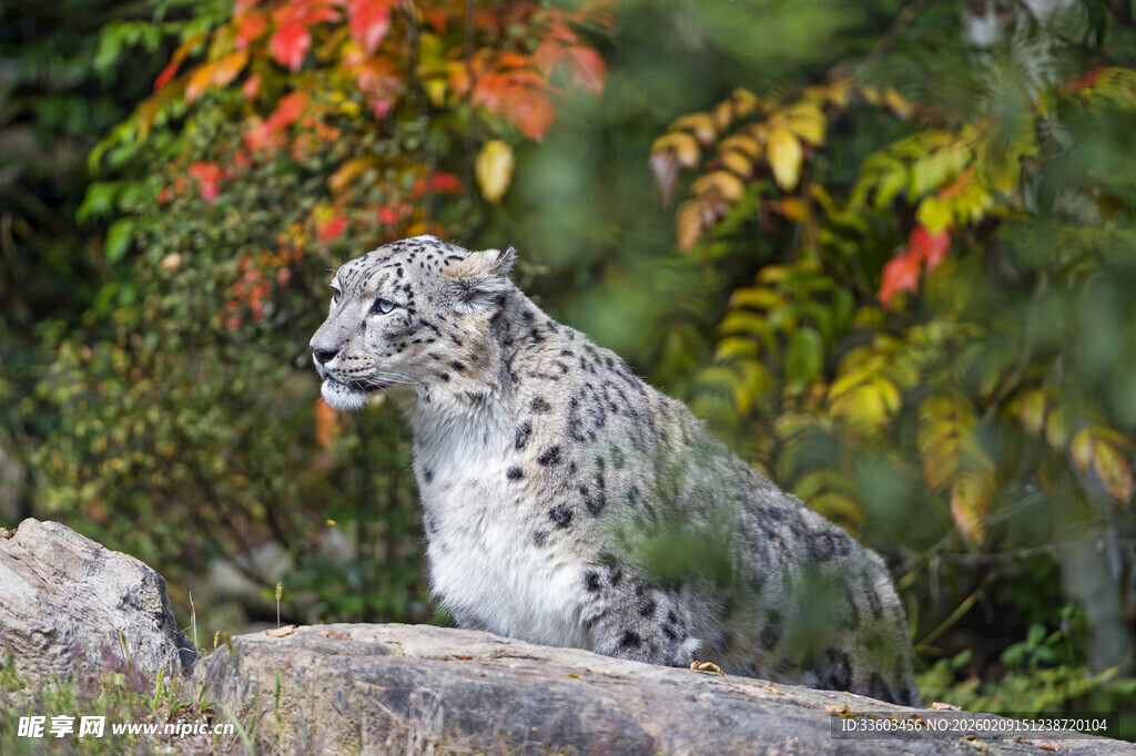 雪豹于多彩林间休憩